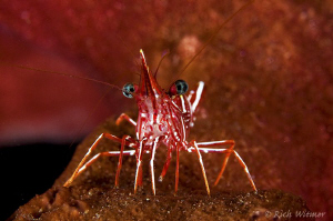 Camelback Shrimp (Rhynchocinetes durbanensis).  D300/Inon... by Richard Witmer 